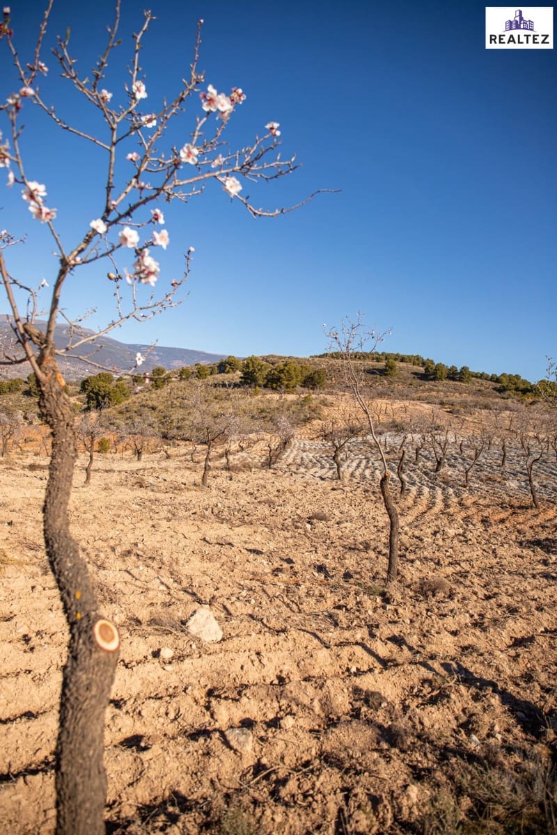 Terre non Aménagée à vendre à Alcolea - 65 000 € (Ref: 9338680)