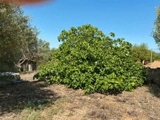 Finca/Herregård til salgs i Benlloch - € 55 000 (Ref: 9410117)