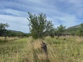 Terreno/Finca Rústica en Cabanes en venta - 12.500 € (Ref: 9826845)