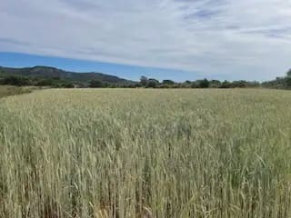 Terreno/Finca Rústica en Cabanes en venta - 22.500 € (Ref: 9826846)