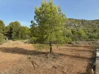 Undeveloped Land for sale in Cabanes - € 22,500 (Ref: 9917496)