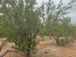 Terreno Non Edificato in vendita in Cabanes - 15.000 € (Rif: 9986162)
