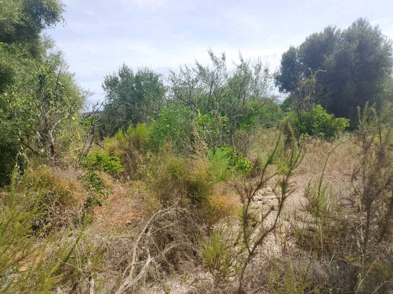 Undeveloped Land for sale in Oliva - € 16,000 (Ref: 9417673)