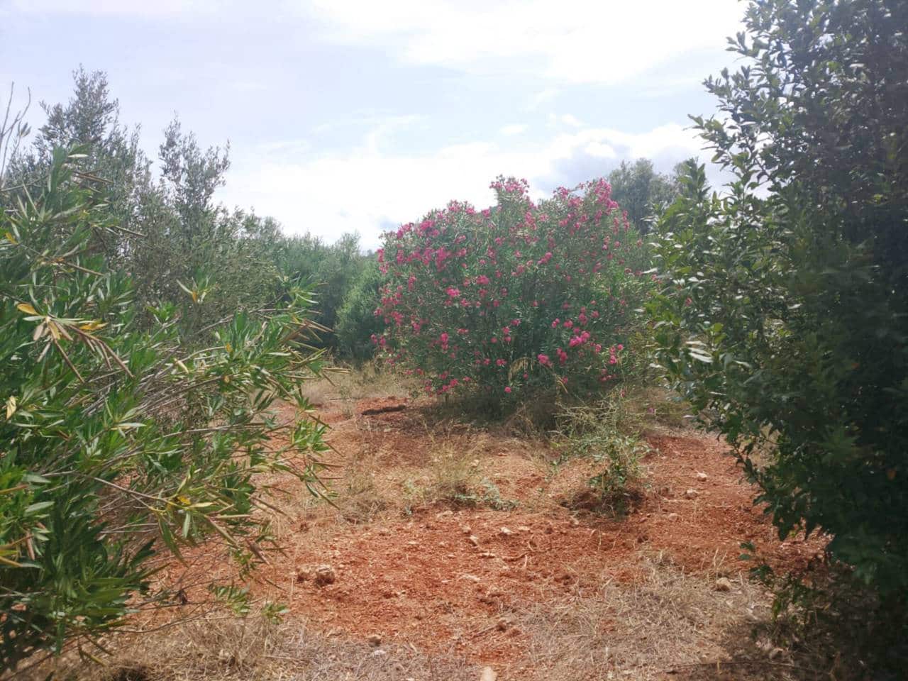 Undeveloped Land for sale in Oliva - € 16,000 (Ref: 9417673)