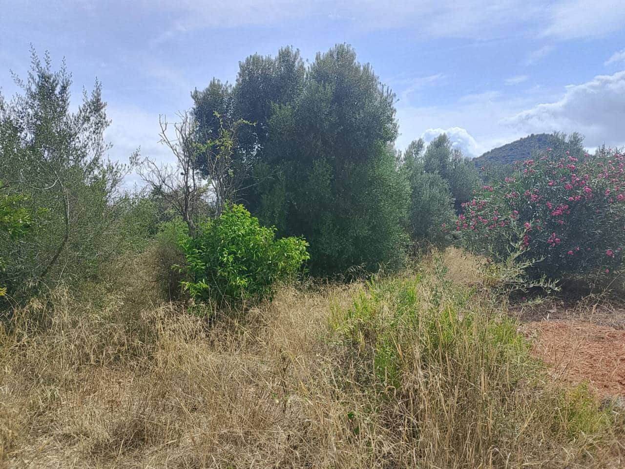 Undeveloped Land for sale in Oliva - € 16,000 (Ref: 9417673)
