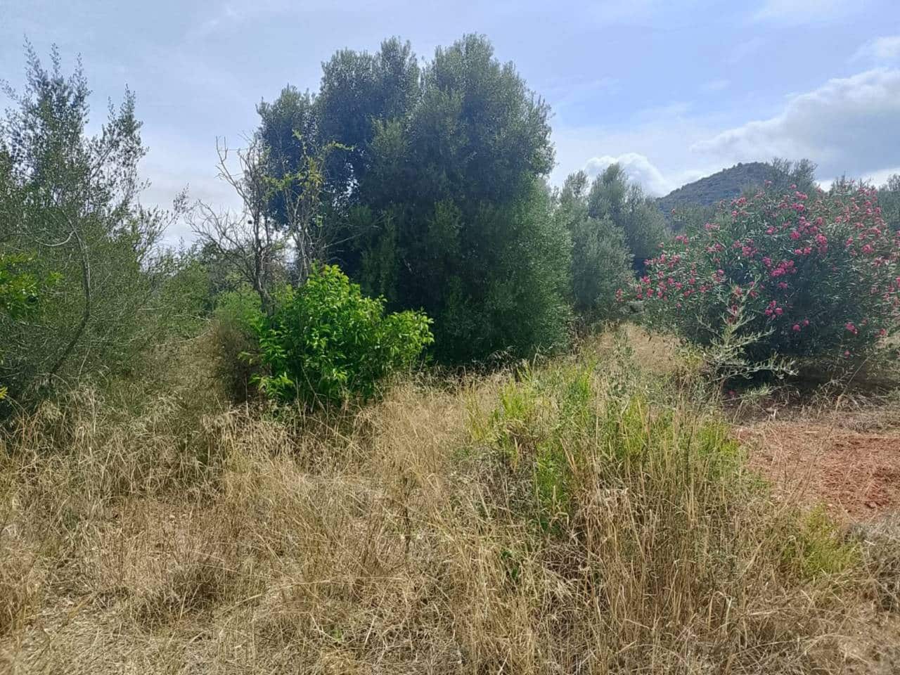 Undeveloped Land for sale in Oliva - € 16,000 (Ref: 9417673)