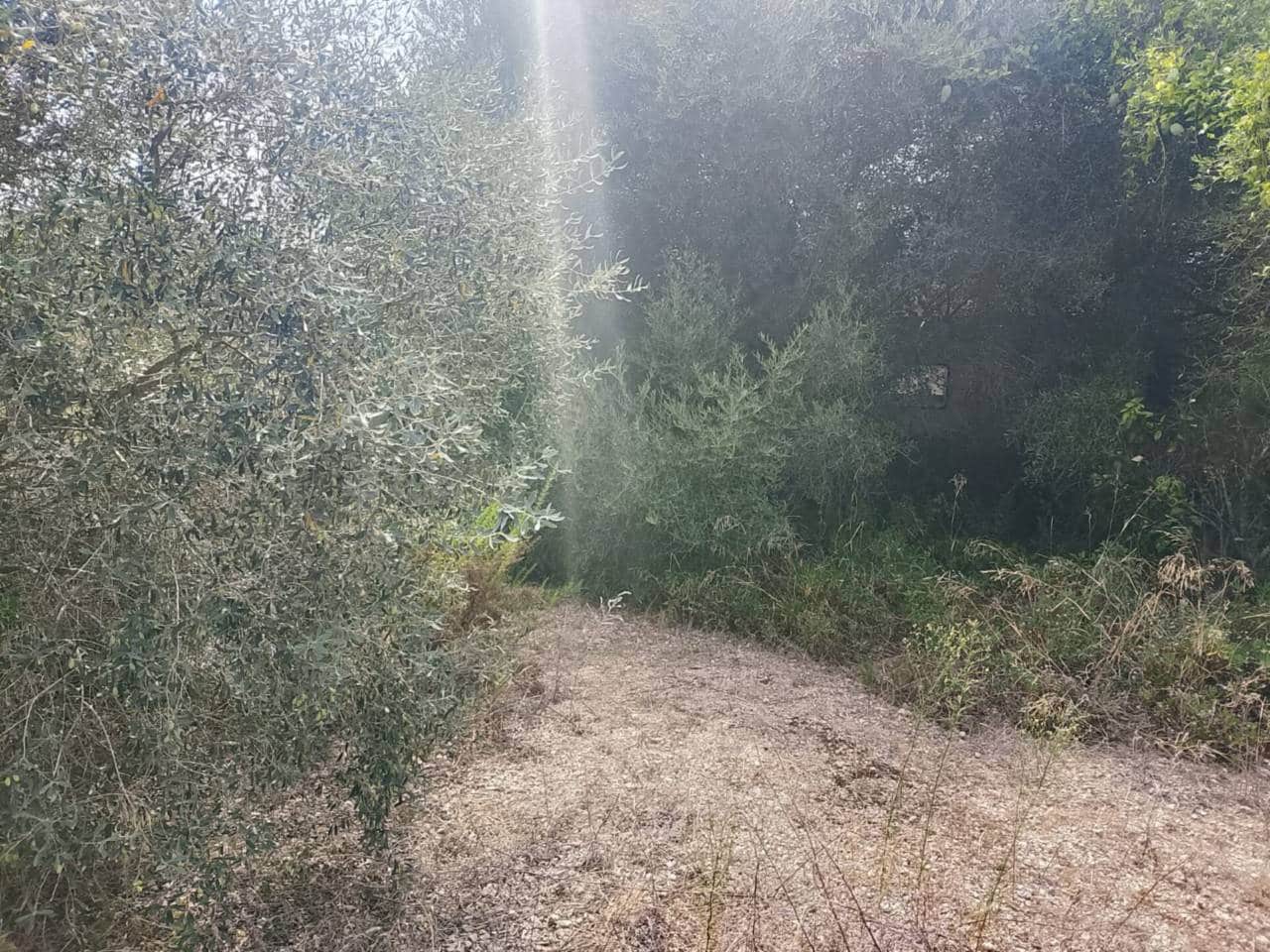 Undeveloped Land for sale in Oliva - € 16,000 (Ref: 9417673)