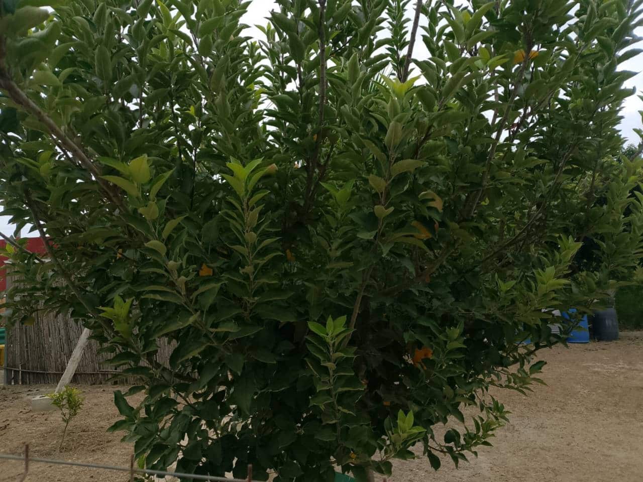 Terreno Não Urbanizado para venda em Oliva - 22 000 € (Ref: 9461141)