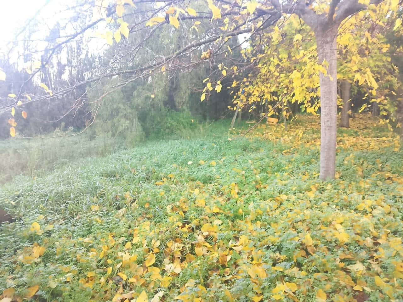 6 sypialnia Finka/Dom wiejski na sprzedaż w Oliva z basenem garażem - 70 000 € (Ref: 9471063)