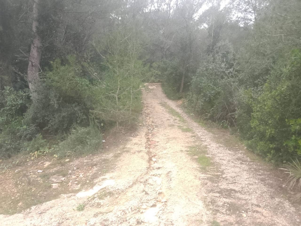 Undeveloped Land for sale in Palma de Gandia - € 70,000 (Ref: 9533063)