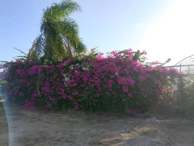 Undeveloped Land for sale in Piles - € 40,000 (Ref: 9602422)