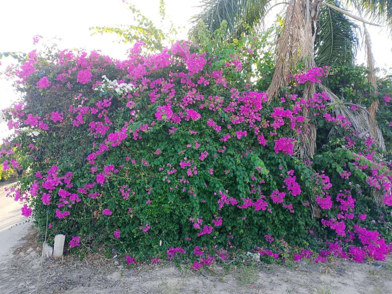 Undeveloped Land for sale in Piles - € 40,000 (Ref: 9602422)