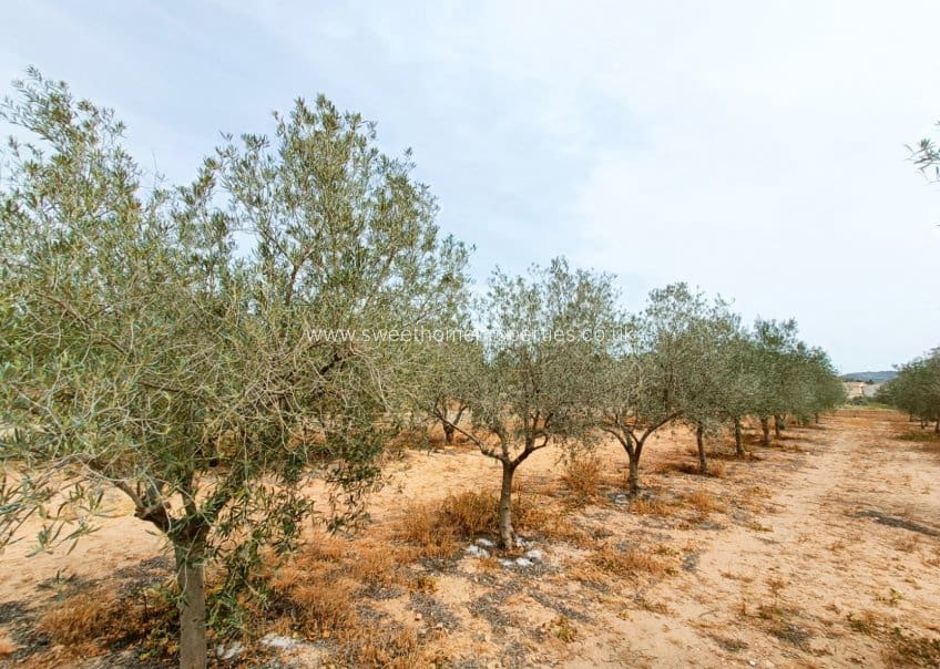 4 chambre Finca/Maison de Campagne à vendre à Hondon de los Frailes avec piscine - 180 000 € (Ref: 10057583)