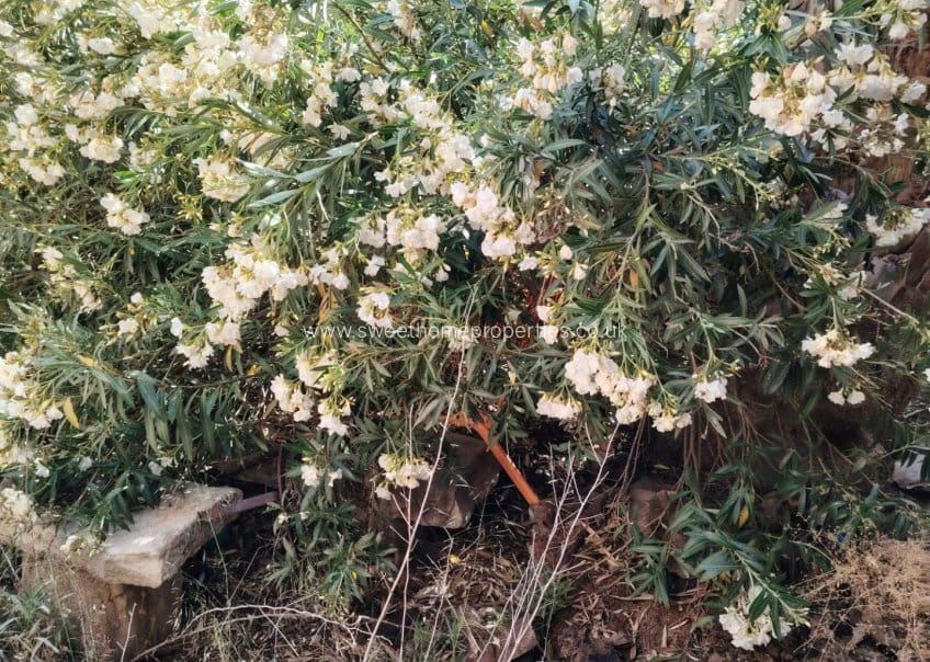 Casa de 6 habitaciones en Pinoso en venta con piscina - 150.000 € (Ref: 9585123)