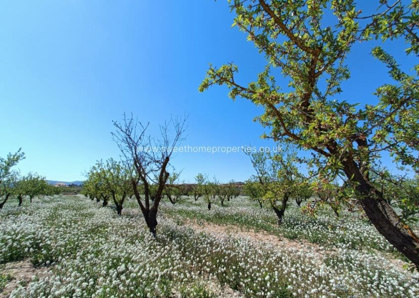 3 camera da letto Finca/Casa di Campagna in vendita in Pinoso con piscina - 425.000 € (Rif: 9783529)