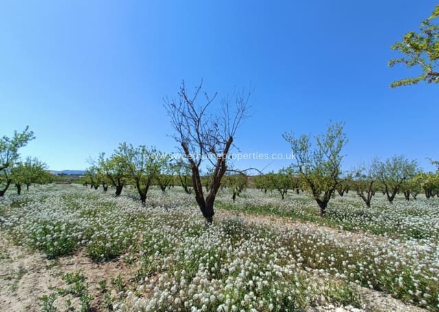 3 camera da letto Finca/Casa di Campagna in vendita in Pinoso con piscina - 425.000 € (Rif: 9783529)