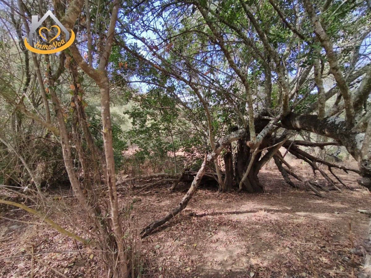 Finca/Herregård til salgs i Sanlucar de Guadiana - € 63 000 (Ref: 9974929)