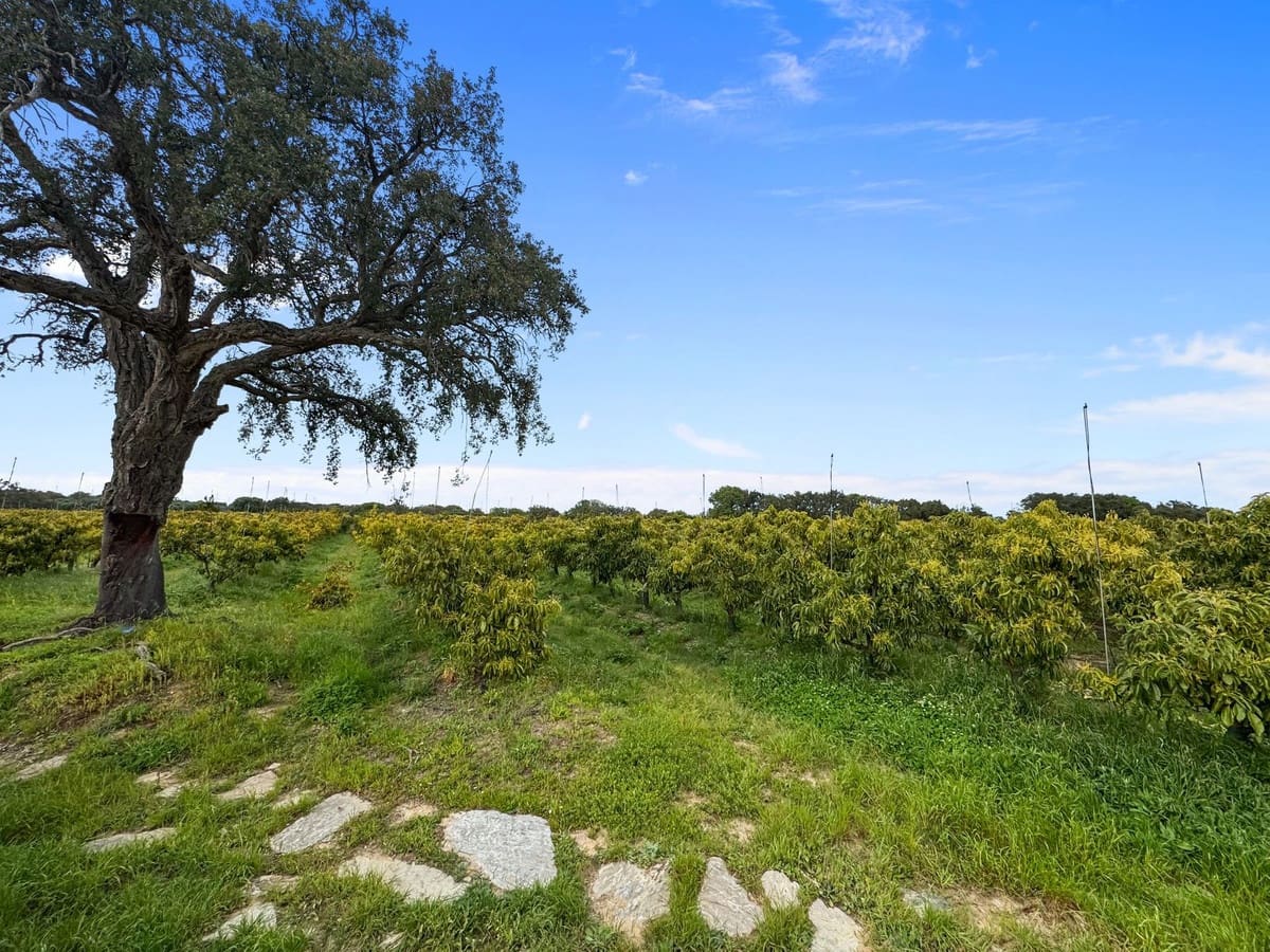 1 Zimmer Villa zu verkaufen in Sotogrande mit Garage - 2.250.000 € (Ref: 9329656)