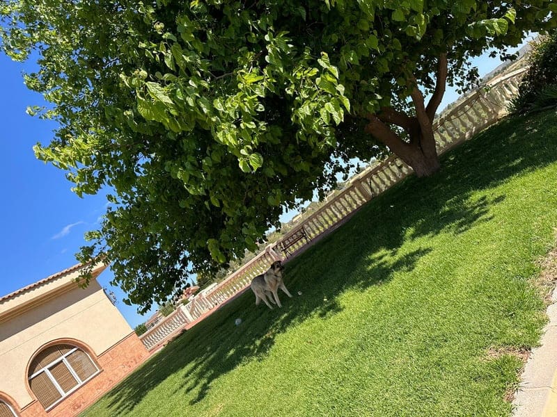 6 sovrum Finca/Hus på landet till salu i Montserrat med pool garage - 2 200 000 € (Ref: 9502791)