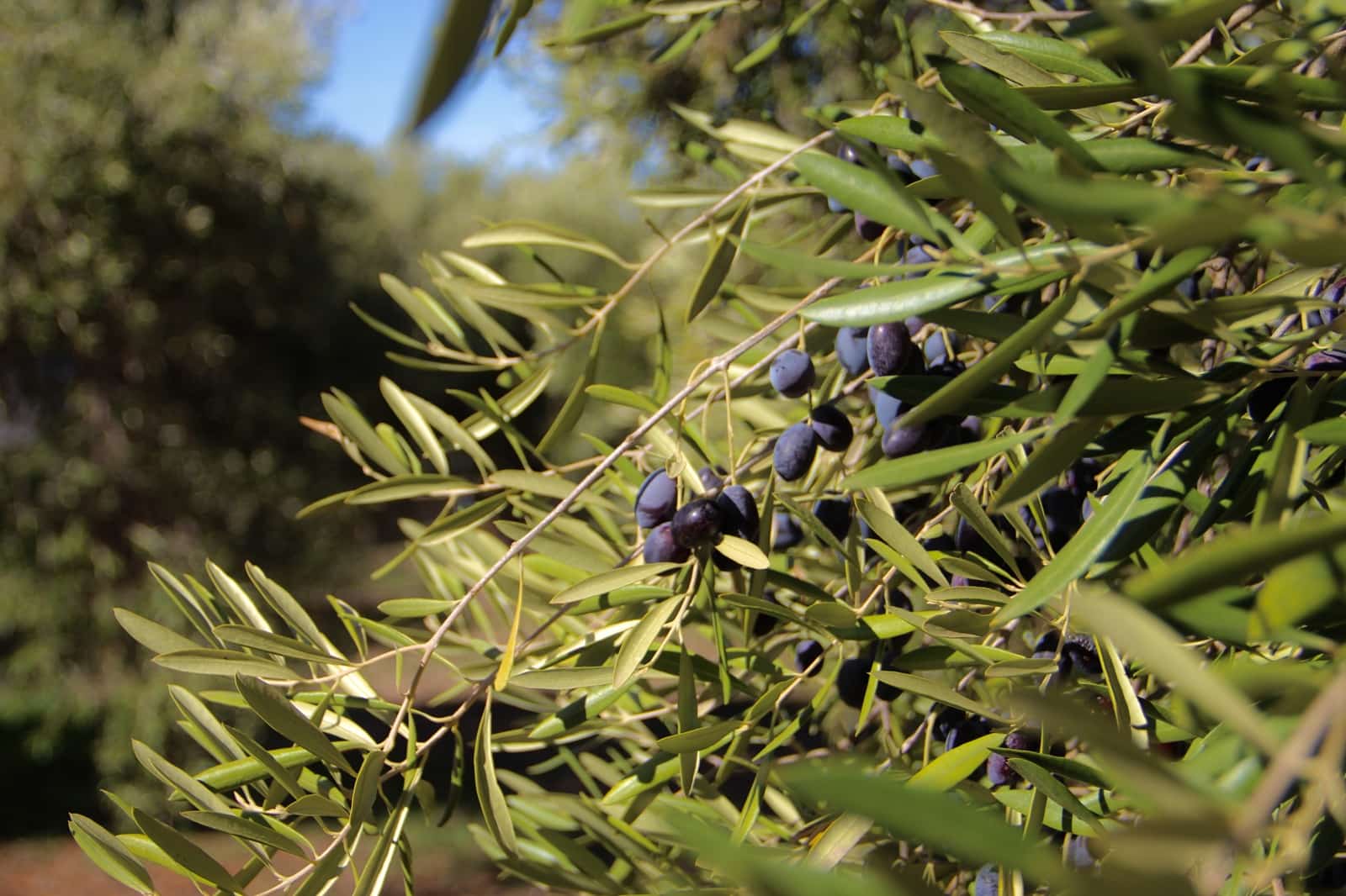 4 soveværelse Finca/Landehus til salg i Benaocaz med swimmingpool garage - € 360.000 (Ref: 9345682)