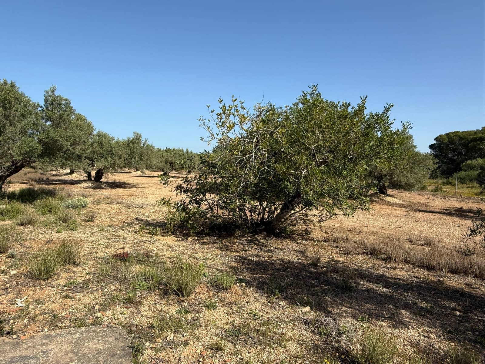 Grond te koop in L'Ametlla de Mar - € 115.000 (Ref: 9761538)