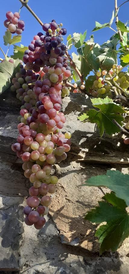 5 bedroom Finca/Country House for sale in Los Guajares with pool garage - € 349,000 (Ref: 9362930)