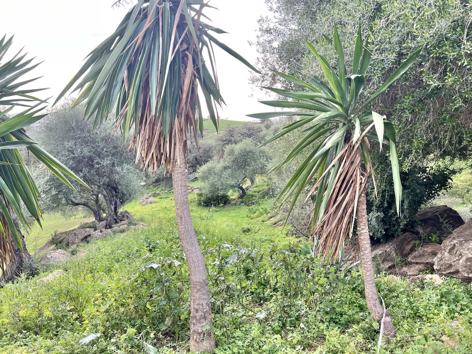 3 soveværelse Finca/Landehus til salg i Casarabonela med garage - € 320.000 (Ref: 9447098)