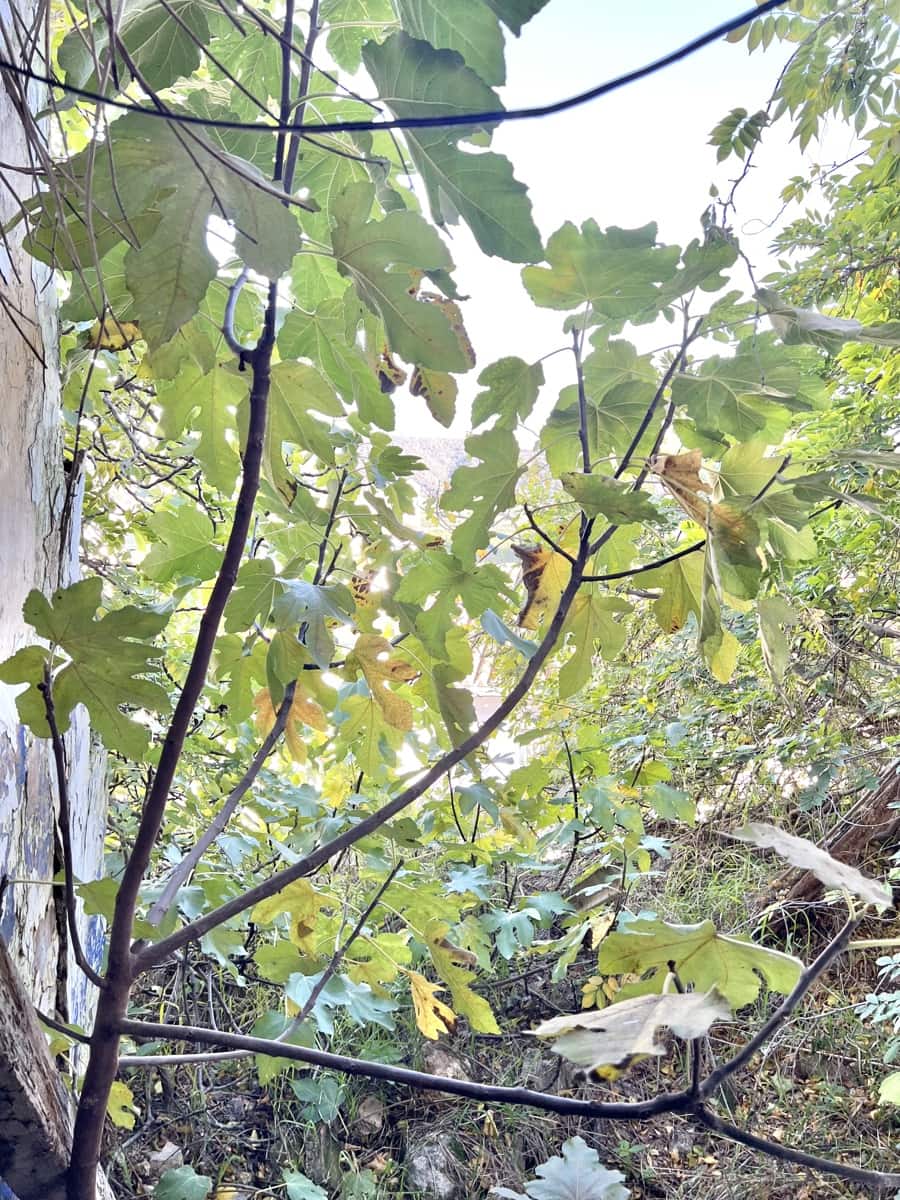 8 soveværelse Byhus til salg i Casarabonela - € 78.000 (Ref: 9449673)