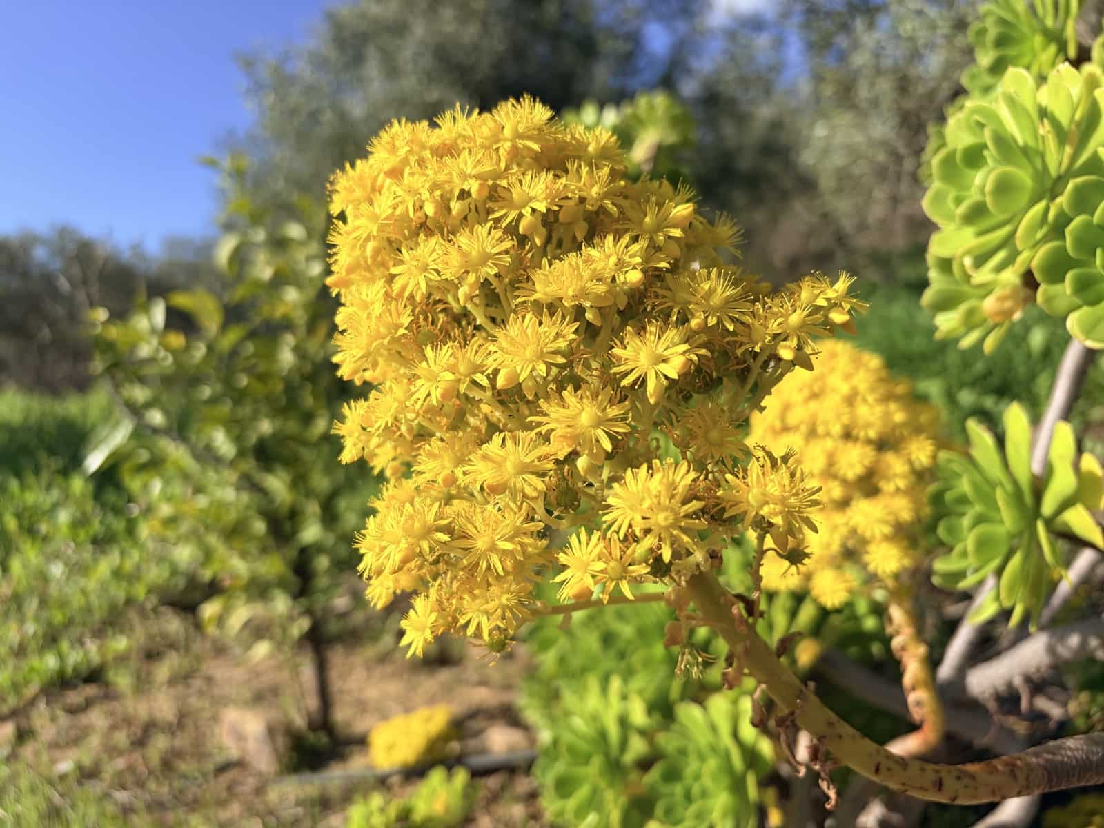 3 chambre Finca/Maison de Campagne à vendre à Casarabonela - 249 950 € (Ref: 9626582)