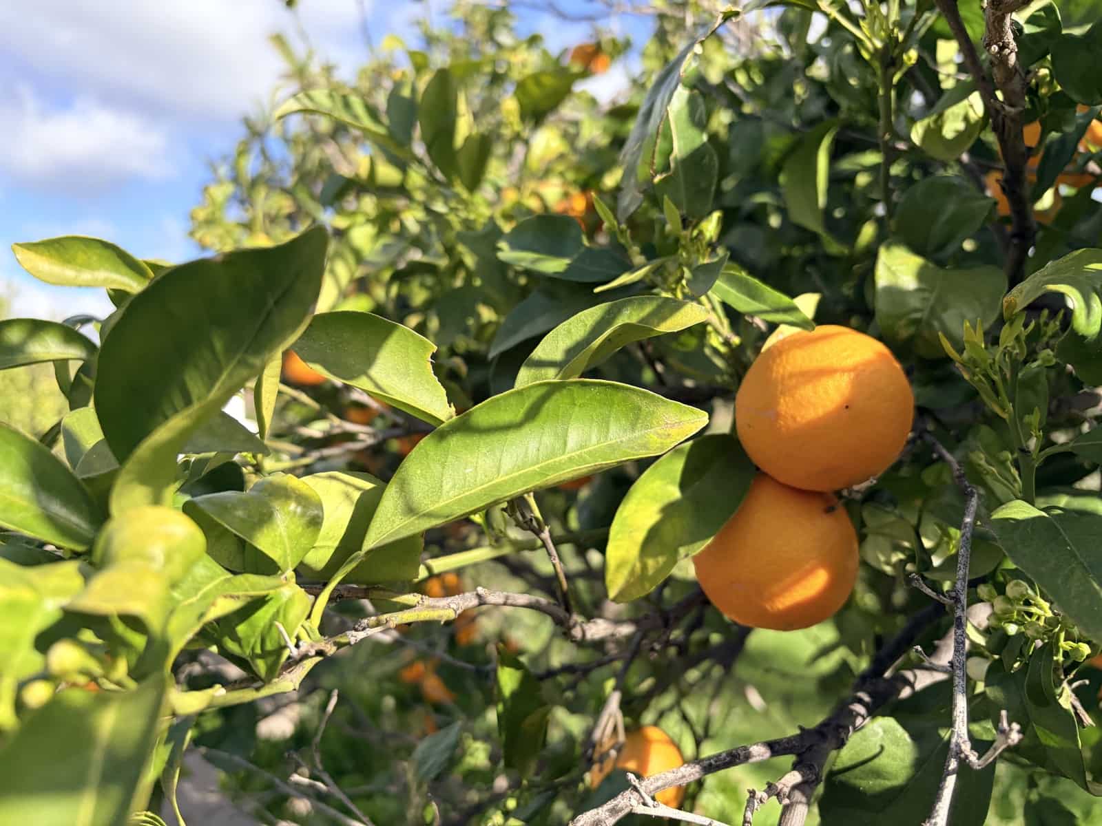 3 chambre Finca/Maison de Campagne à vendre à Casarabonela - 249 950 € (Ref: 9626582)