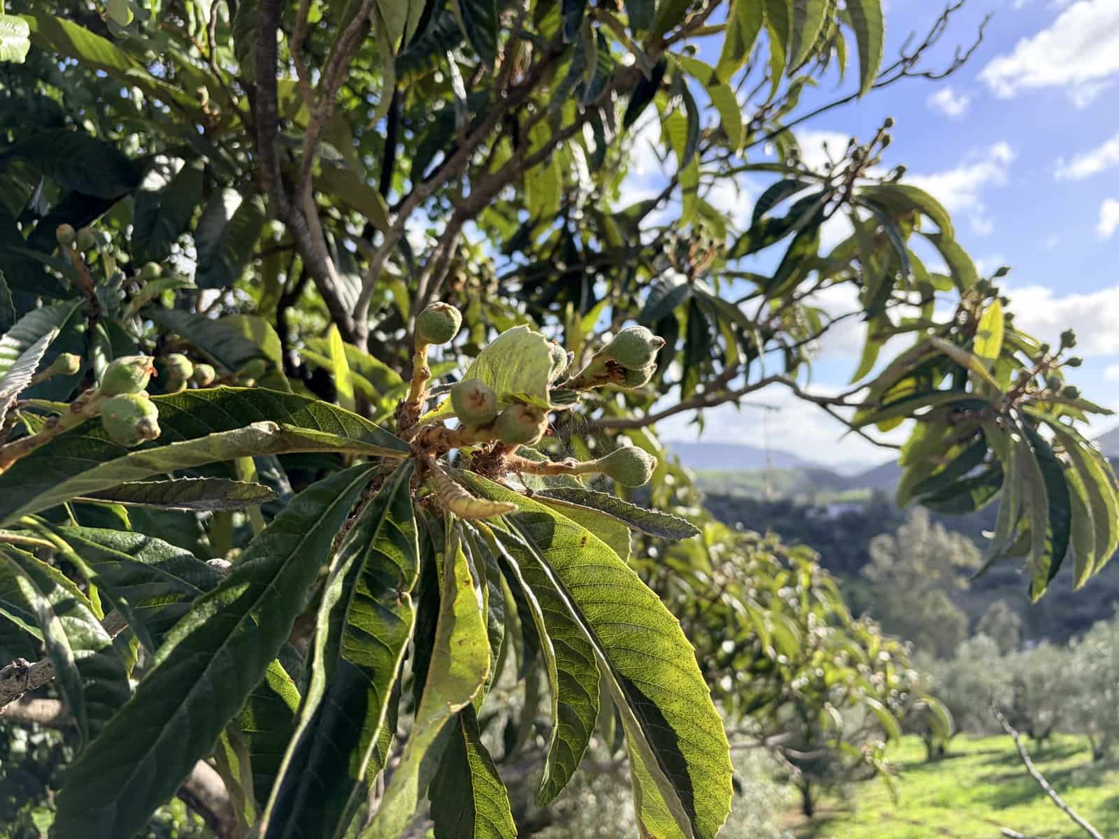 3 chambre Finca/Maison de Campagne à vendre à Casarabonela - 249 950 € (Ref: 9626582)