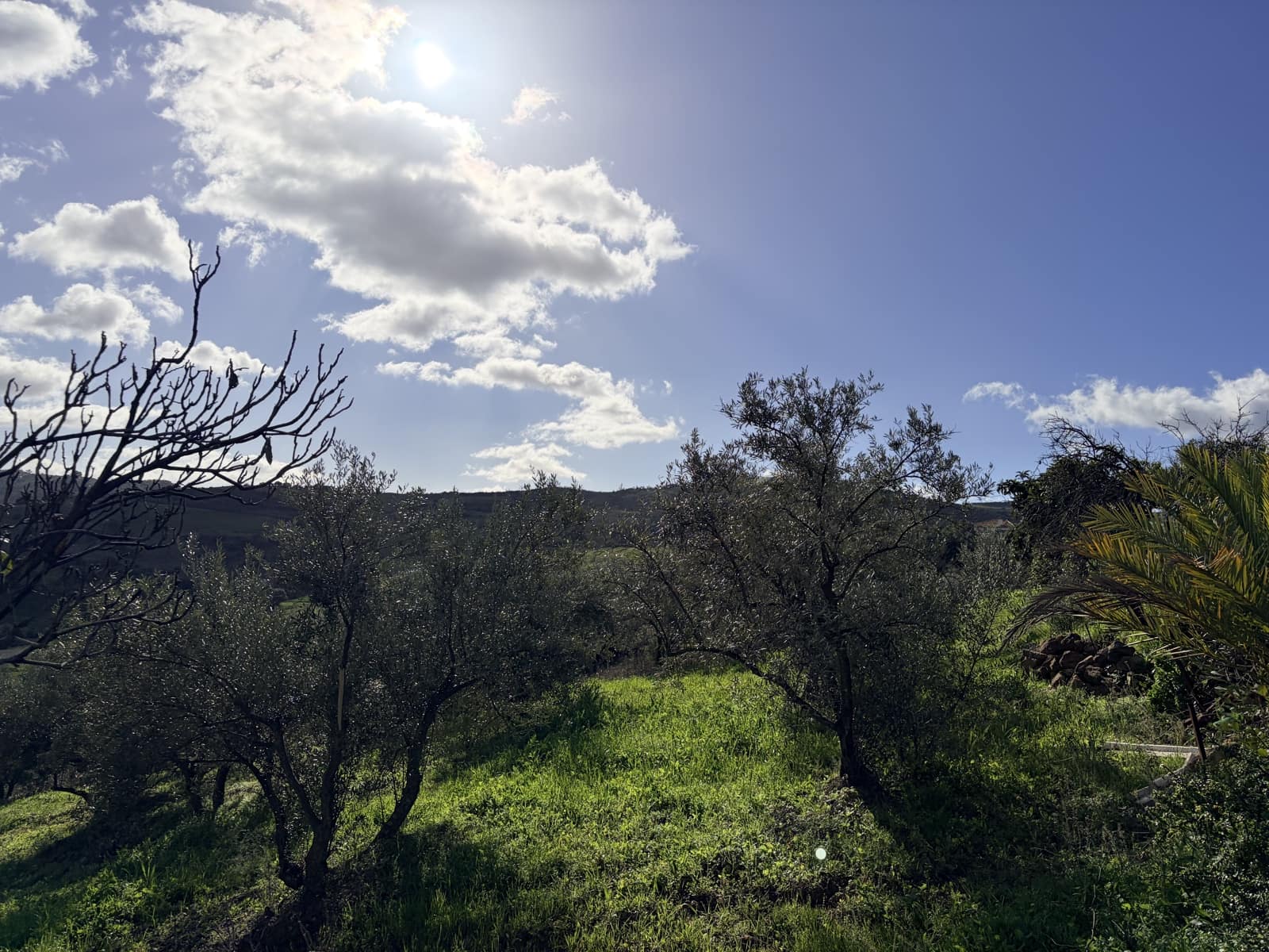 3 chambre Finca/Maison de Campagne à vendre à Casarabonela - 249 950 € (Ref: 9626582)