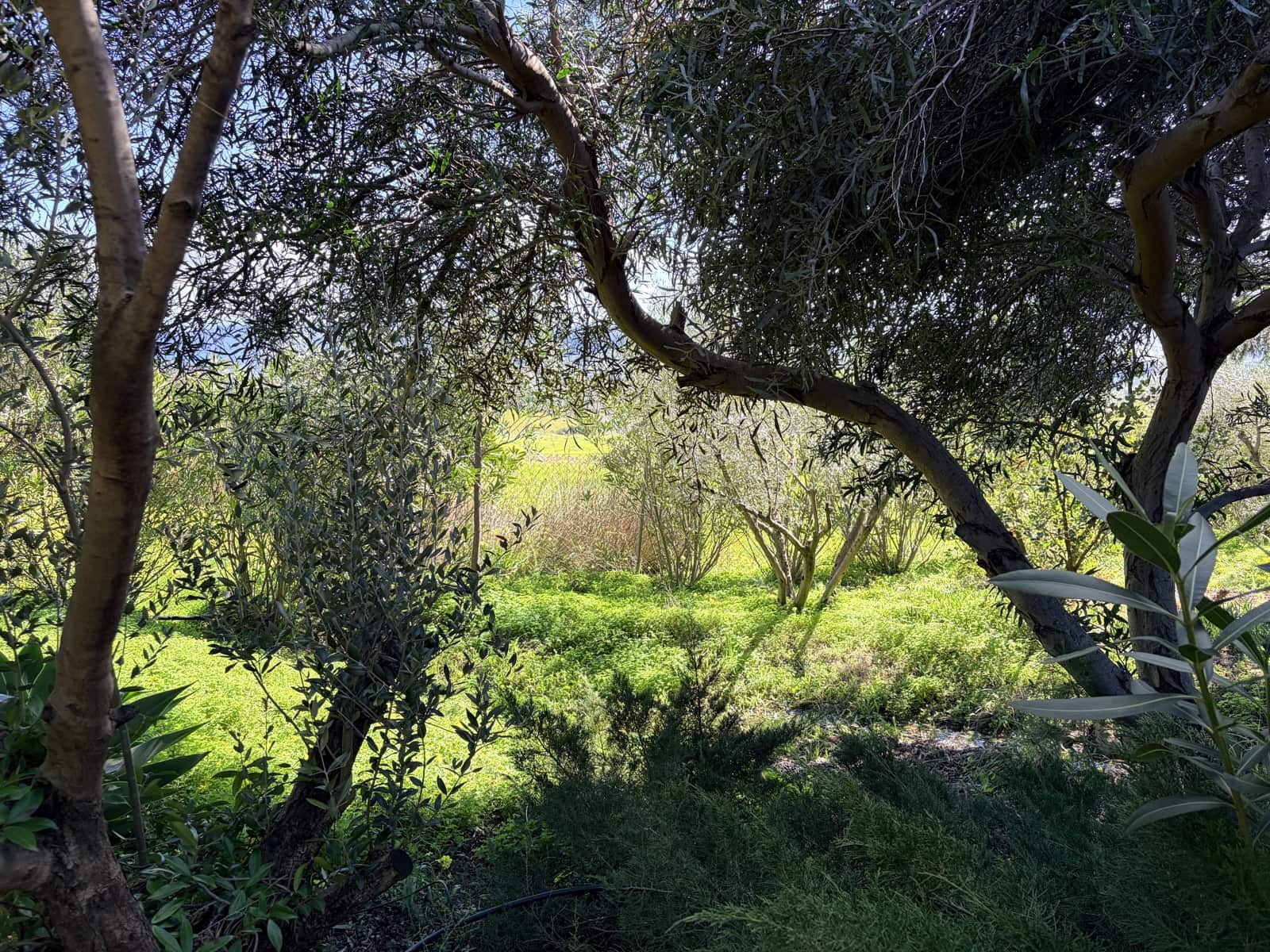 2 soverom Finca/Herregård til salgs i Casarabonela med garasje - € 349 950 (Ref: 9632766)