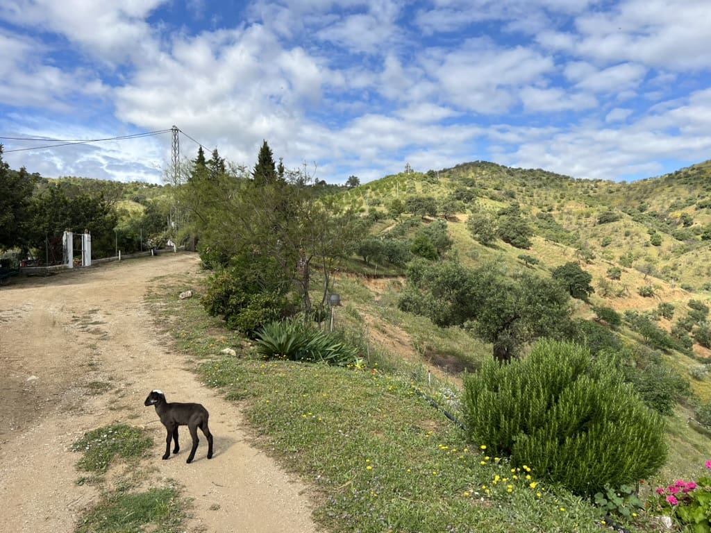 7 chambre Finca/Maison de Campagne à vendre à Casarabonela avec piscine garage - 749 000 € (Ref: 9715209)