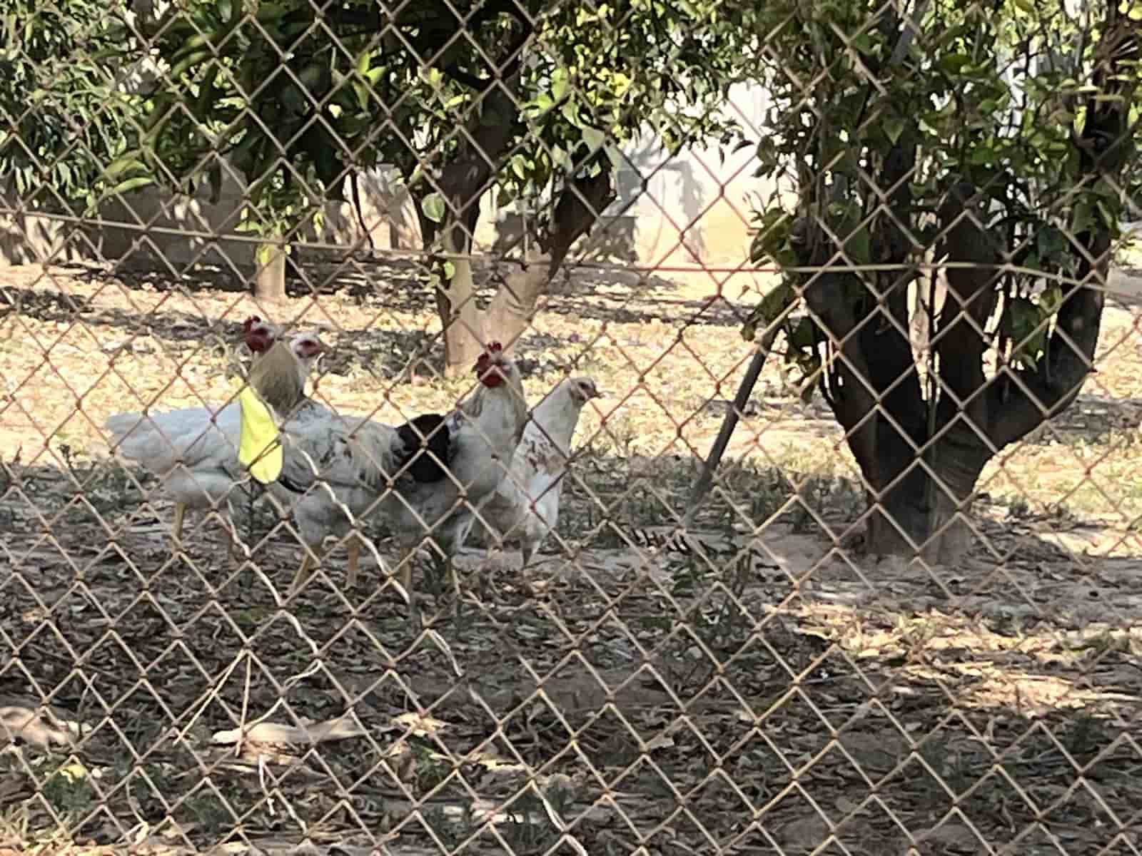 3 quarto Quinta/Casa Rural para venda em Villanueva de Castellon com piscina garagem - 280 000 € (Ref: 9553199)
