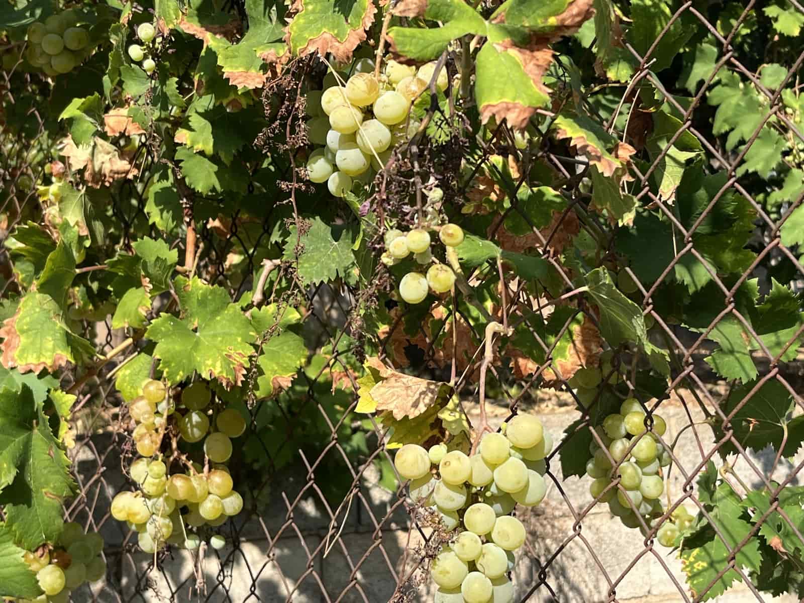 3 quarto Quinta/Casa Rural para venda em Villanueva de Castellon com piscina garagem - 280 000 € (Ref: 9553199)