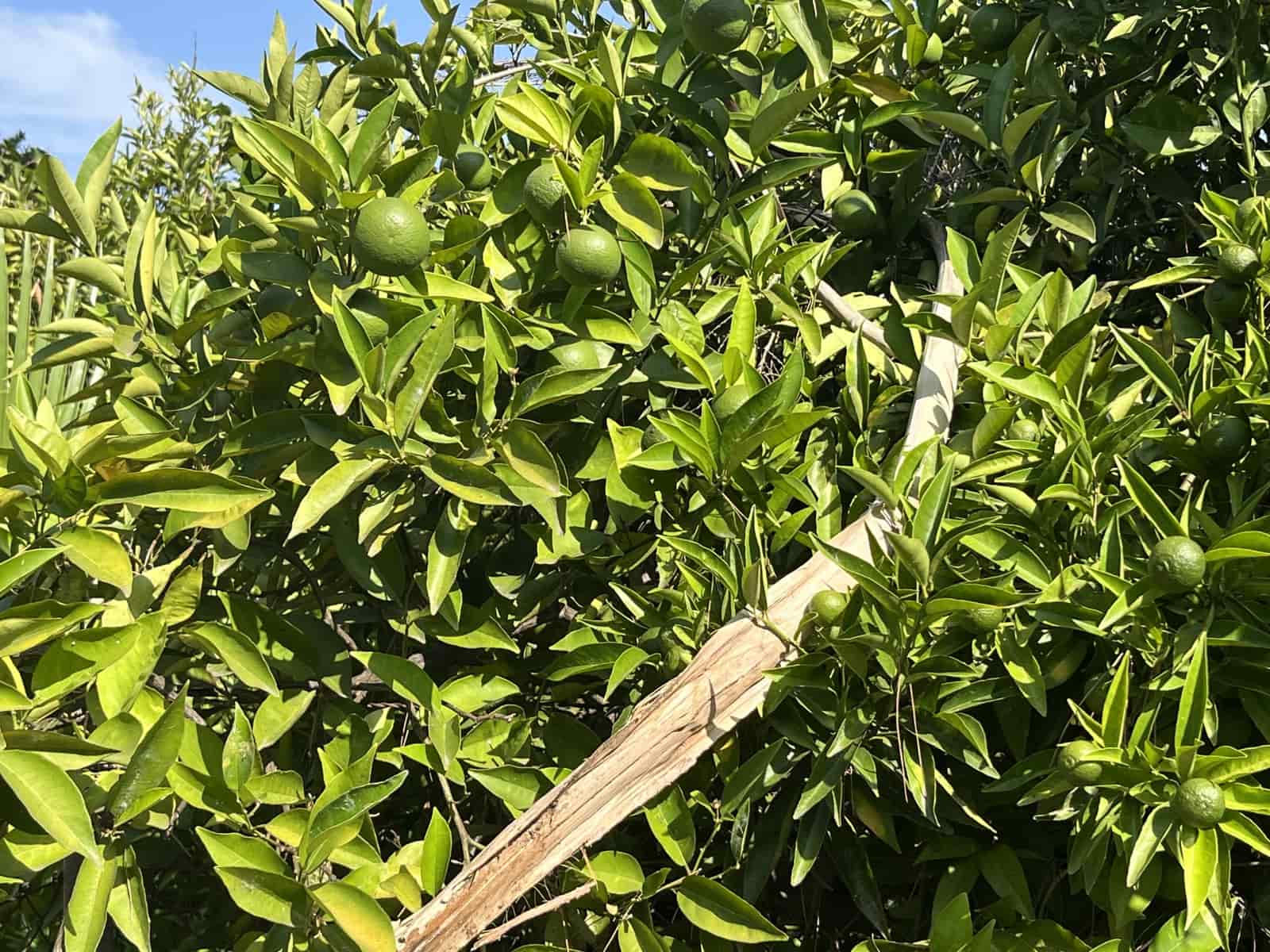 3 quarto Quinta/Casa Rural para venda em Villanueva de Castellon com piscina garagem - 280 000 € (Ref: 9553199)