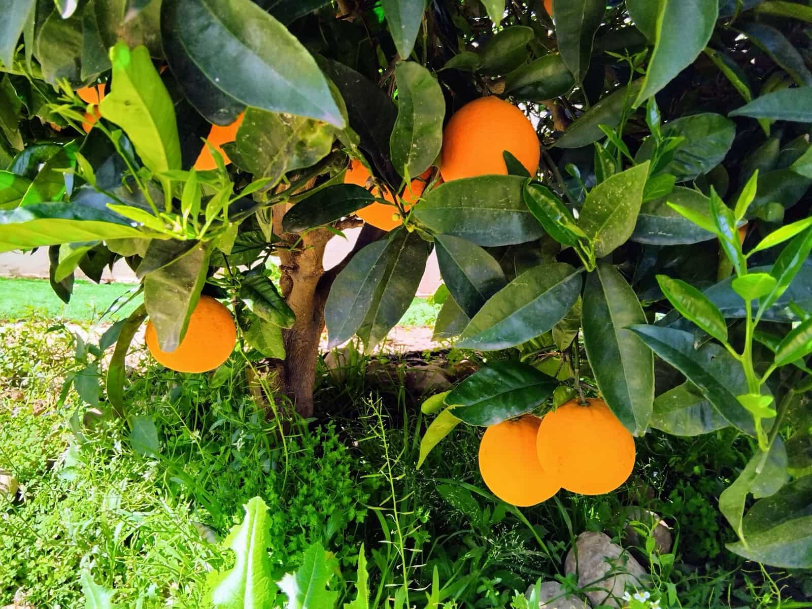 4 bedroom Villa for sale in Montroy with pool garage - € 249,750 (Ref: 9700450)