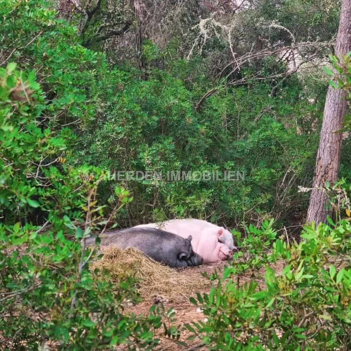 12 quarto Quinta/Casa Rural para venda em Montuiri com piscina - 2 450 000 € (Ref: 9734038)