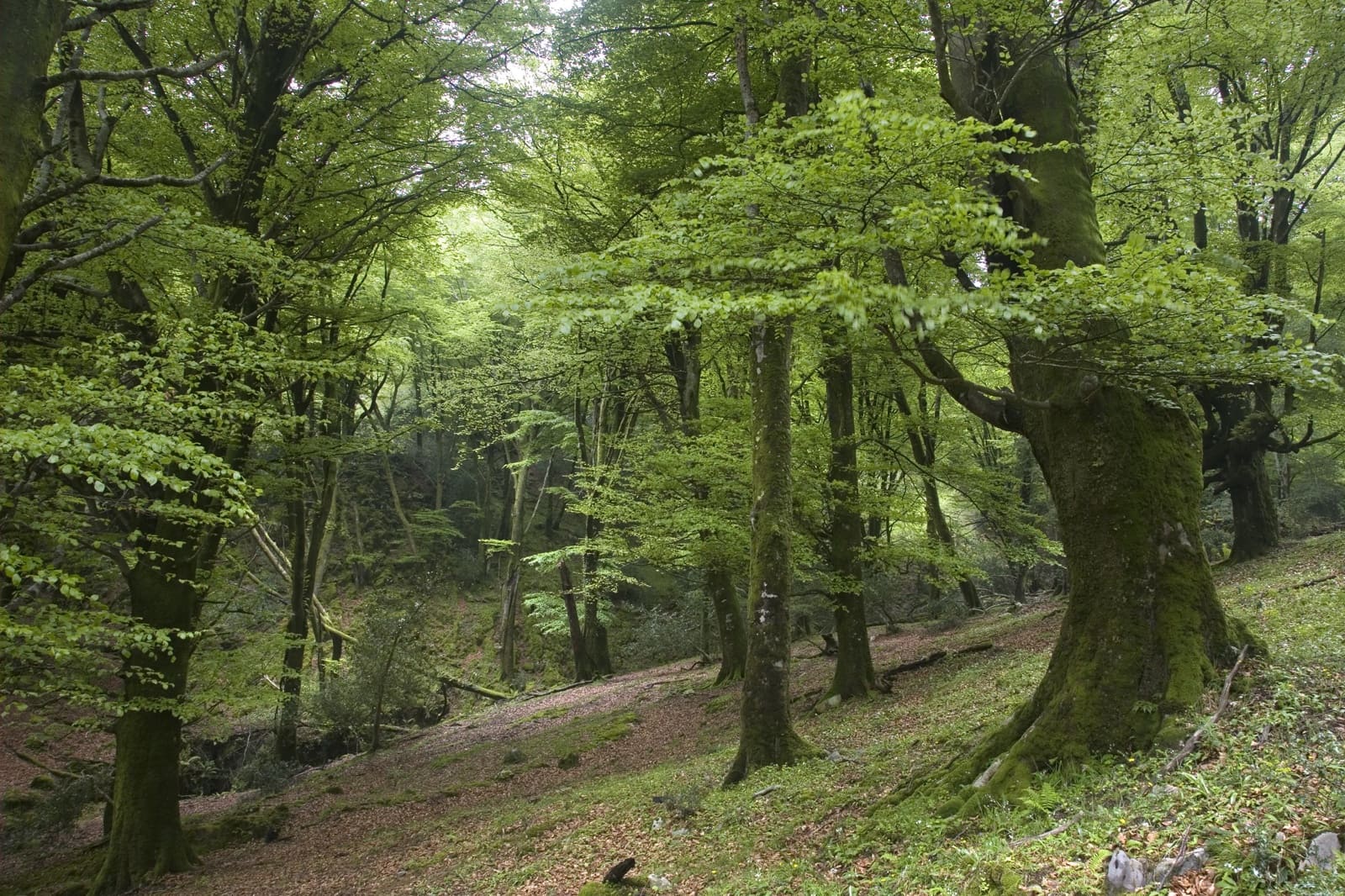 9 bedroom Hotel for sale in Caravia with garage - € 870,000 (Ref: 9412798)