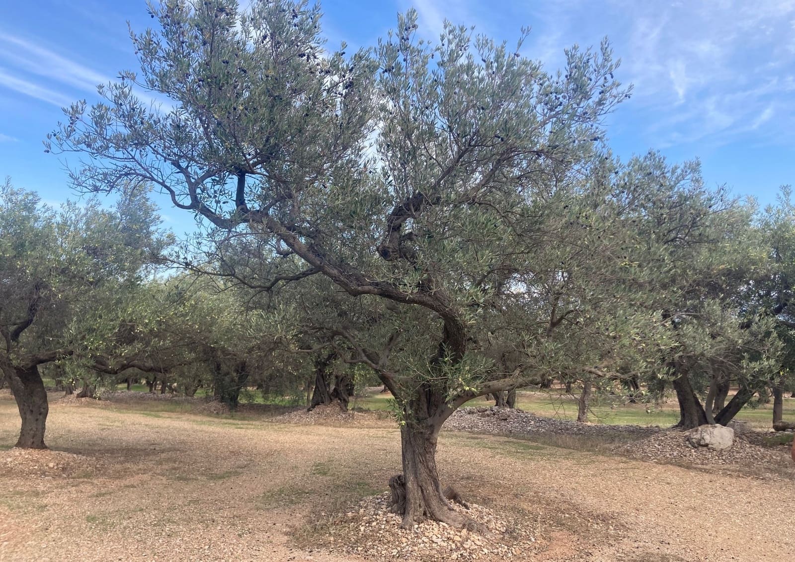 Grunde uden byggetilladelser til salg i Roquetes - € 32.000 (Ref: 9438982)