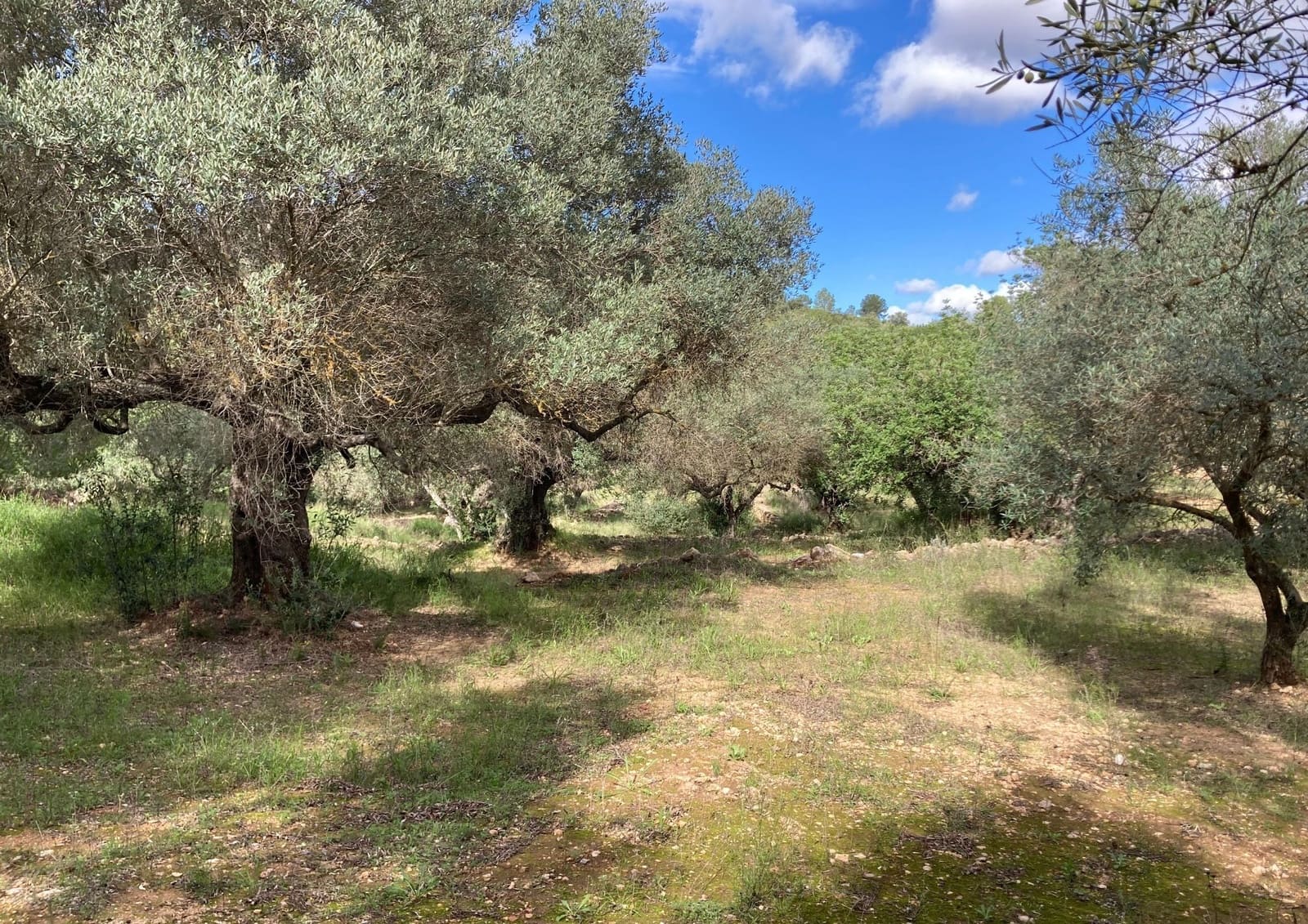 Grond te koop in Bitem - € 69.000 (Ref: 9438988)