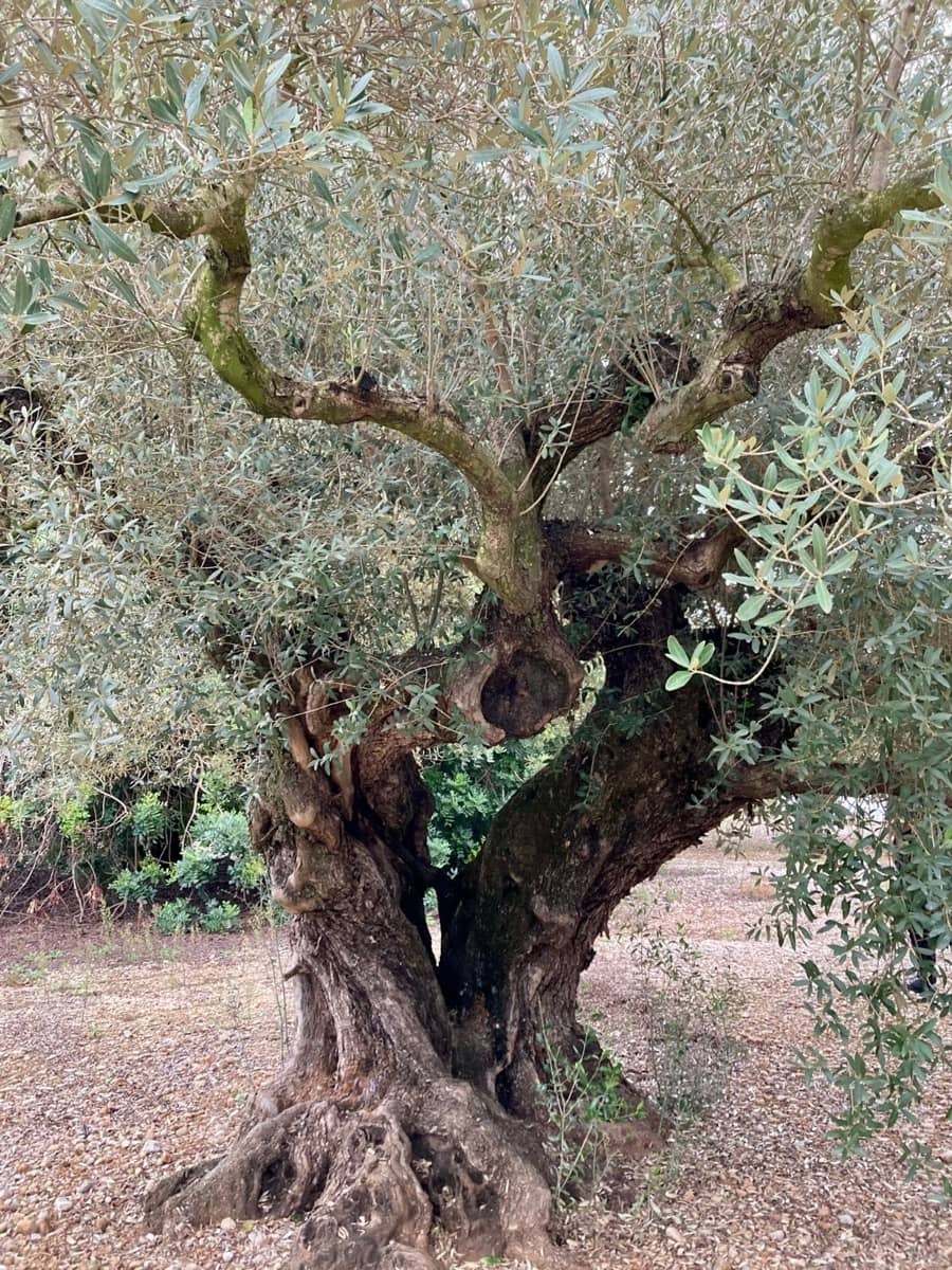 Undeveloped Land for sale in L'Ampolla - € 46,000 (Ref: 9439630)