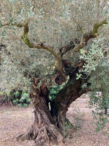 Ubebygd land til salgs i L'Ampolla - € 46 000 (Ref: 9439630)