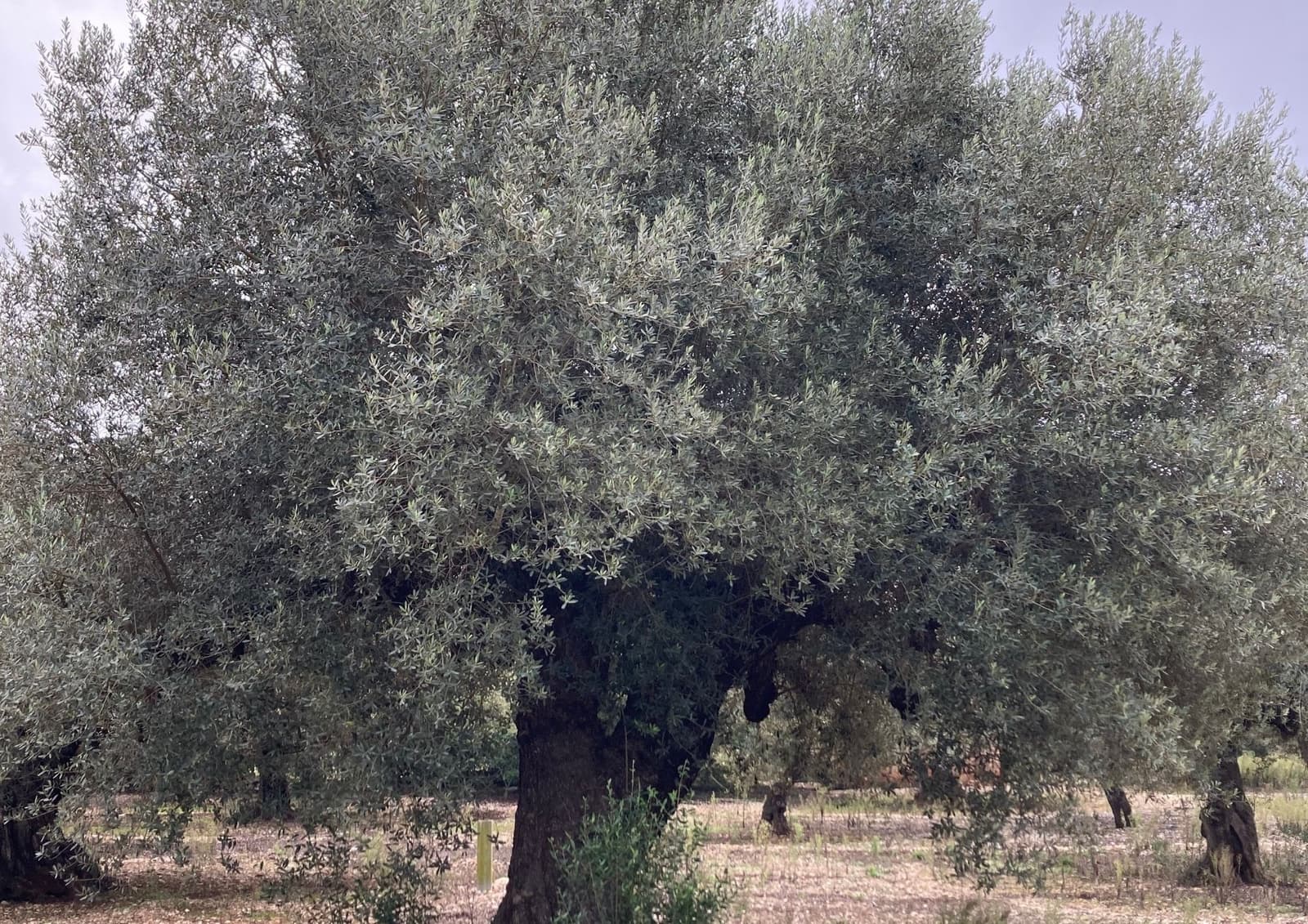 Undeveloped Land for sale in L'Ampolla - € 46,000 (Ref: 9439630)