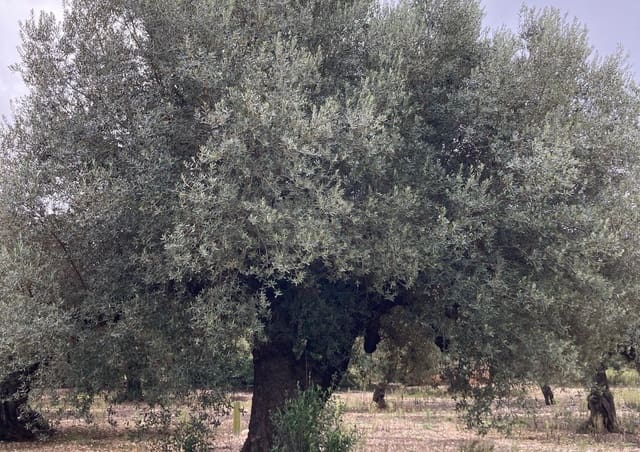 Ubebygd land til salgs i L'Ampolla - € 46 000 (Ref: 9439630)