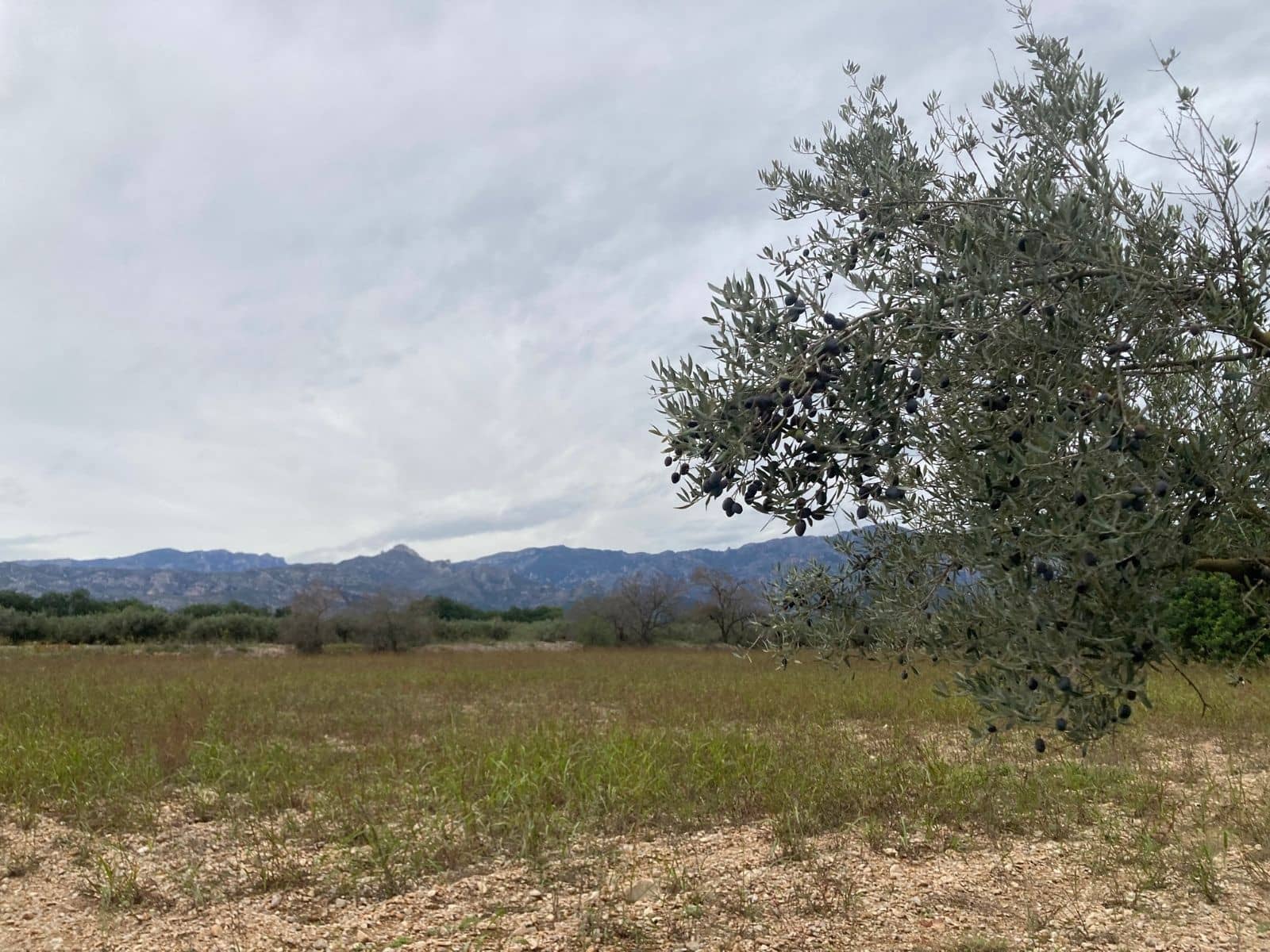 Grunde uden byggetilladelser til salg i Mas de Barberans - € 47.000 (Ref: 9439686)