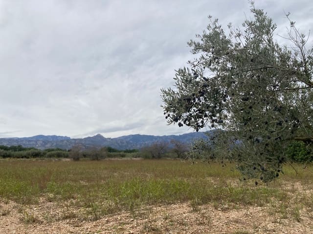 Grunde uden byggetilladelser til salg i Mas de Barberans - € 47.000 (Ref: 9439686)