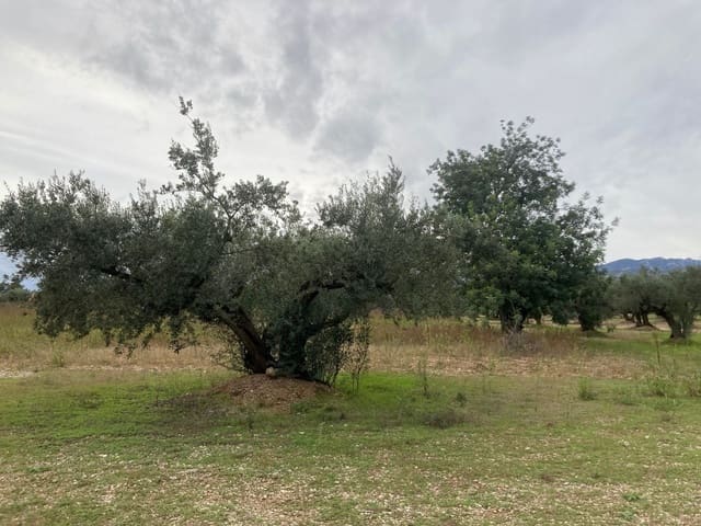 Grunde uden byggetilladelser til salg i Mas de Barberans - € 47.000 (Ref: 9439686)