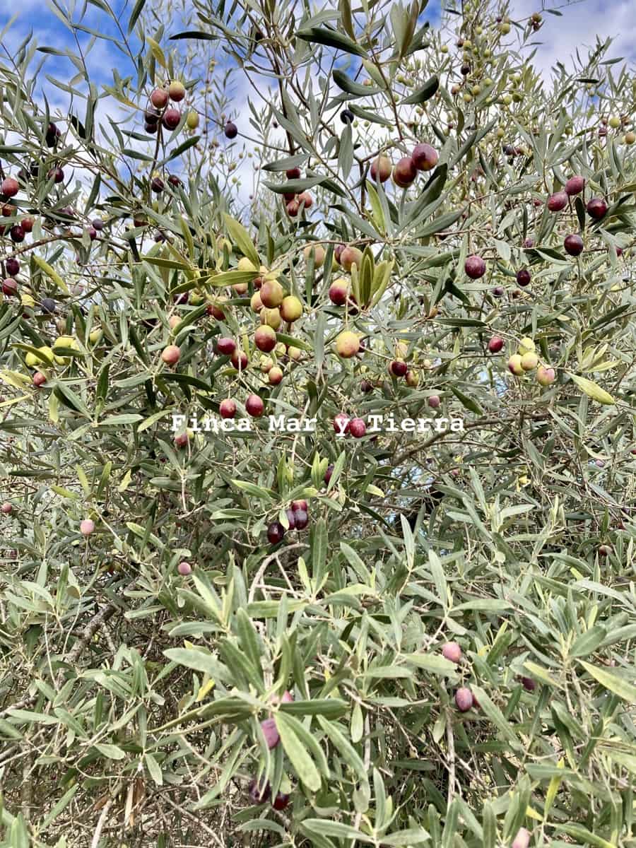 Terre non Aménagée à vendre à El Perello - 77 000 € (Ref: 9439929)